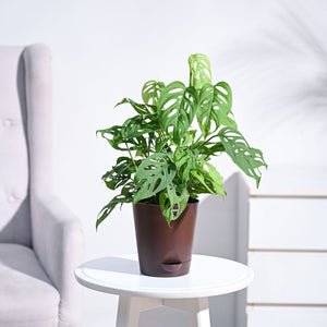 Broken Heart Plant