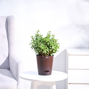 Jade Plant Mini