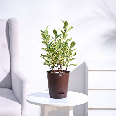 Ficus Prestige Plant