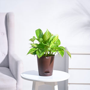 Money Plant Variegated