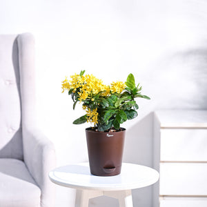 Ixora (Rugmini) Plant - Yellow