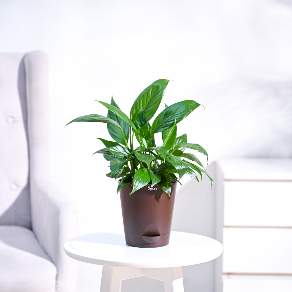 Peace Lily Plant