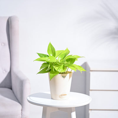 Money Plant Golden