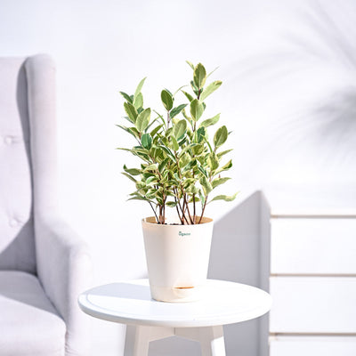 Ficus Prestige Plant