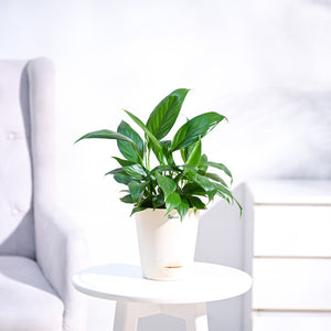 Peace Lily Plant