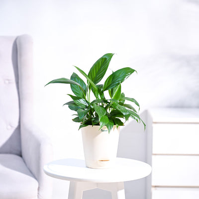 Peace Lily Plant