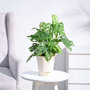 Broken Heart Plant