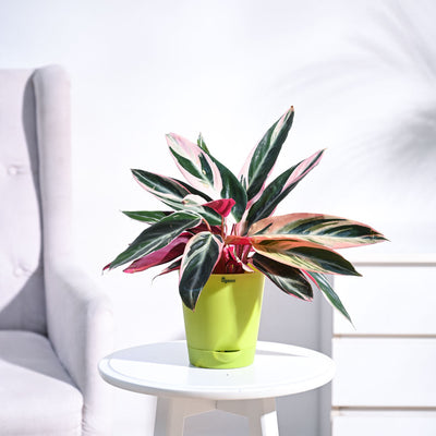 Stromanthe Triostar Plant