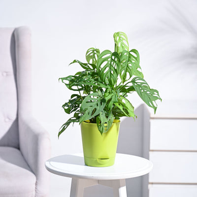 Broken Heart Plant