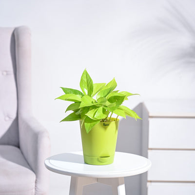 Money Plant Golden