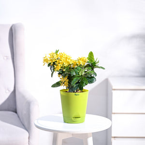 Ixora (Rugmini) Plant - Yellow