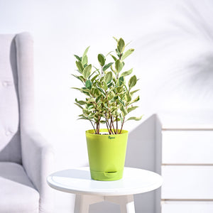Ficus Prestige Plant