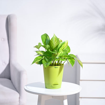 Money Plant Variegated