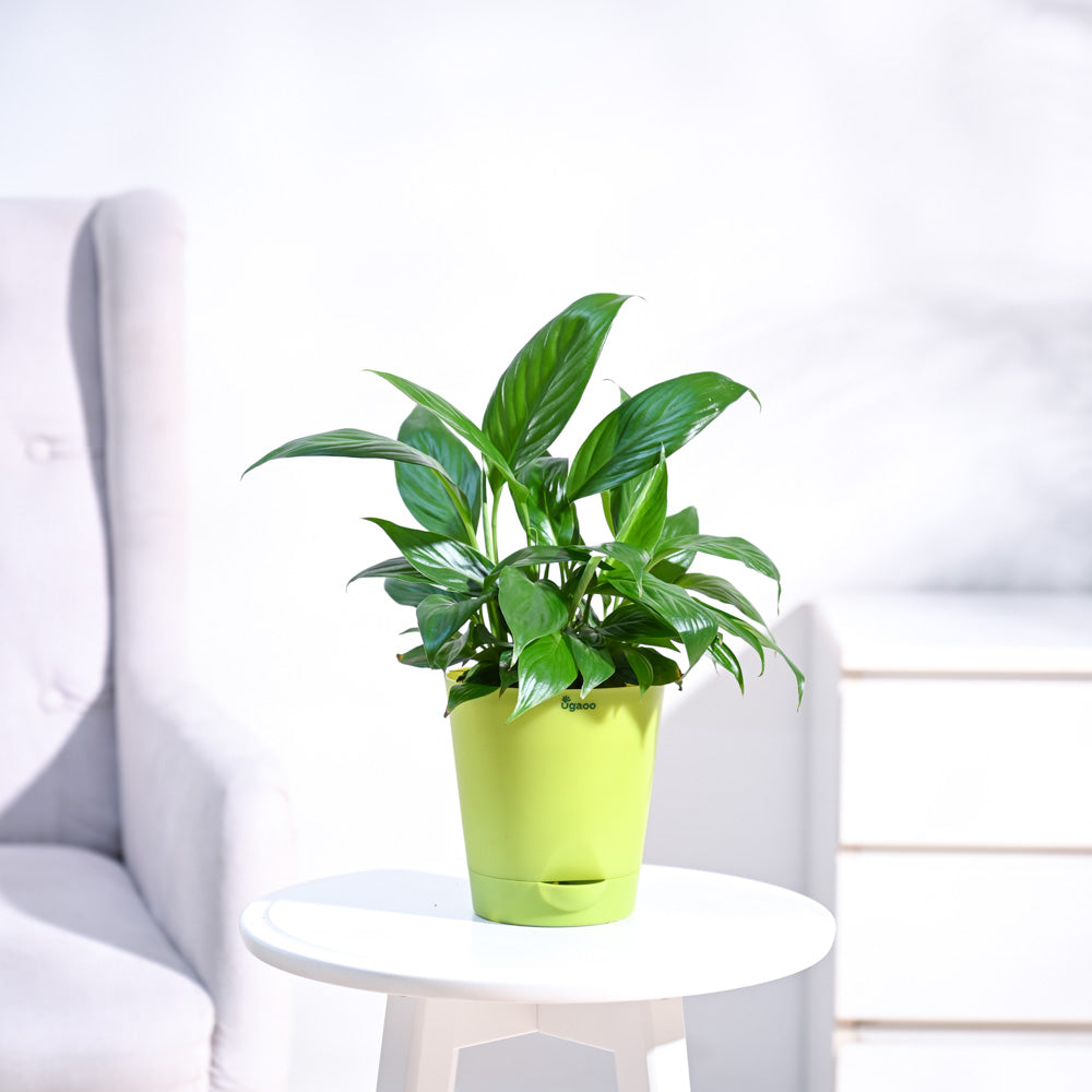 Peace Lily Plant