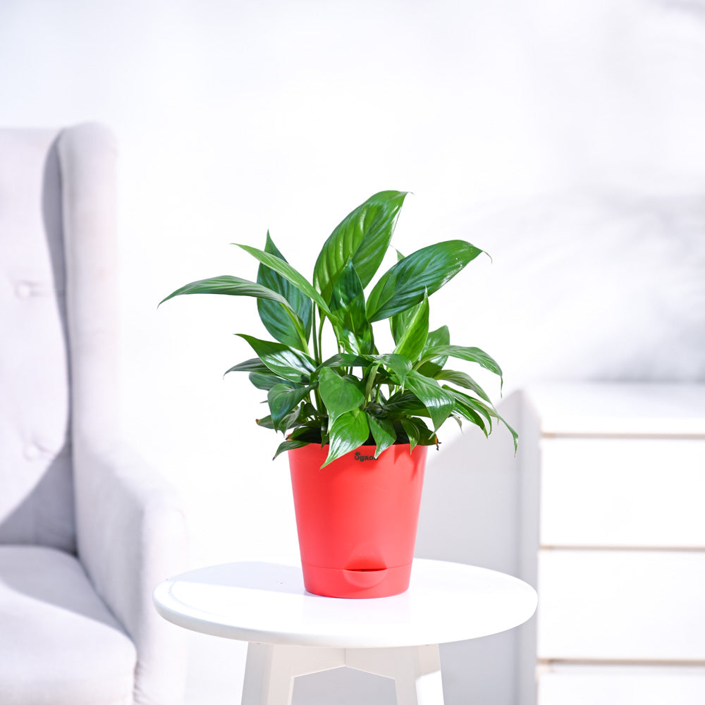 Peace Lily Plant