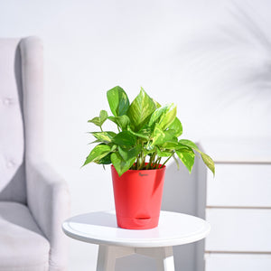 Money Plant Variegated