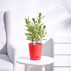 Ficus Prestige Plant