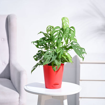 Broken Heart Plant