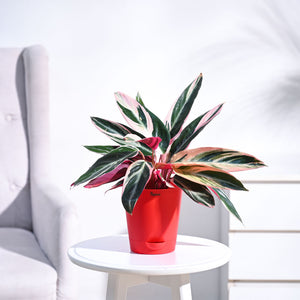 Stromanthe Triostar Plant