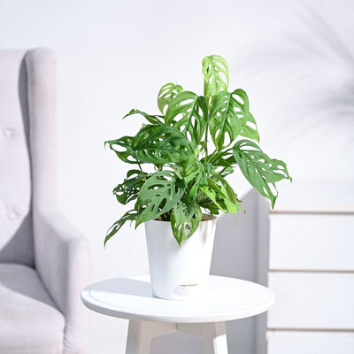 Broken Heart Plant