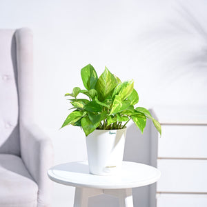 Money Plant Variegated