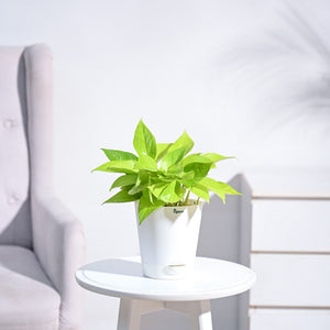 Money Plant Golden