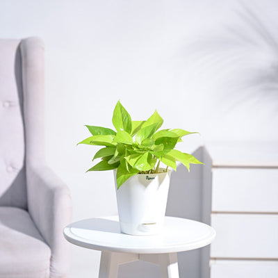 Money Plant Golden