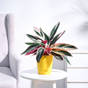 Stromanthe Triostar Plant