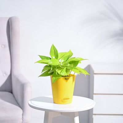 Money Plant Golden