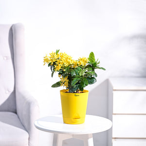 Ixora (Rugmini) Plant - Yellow