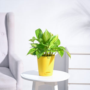 Money Plant Variegated