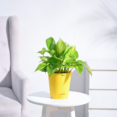 Money Plant Variegated