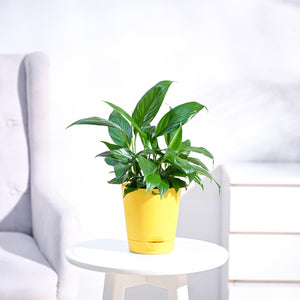 Peace Lily Plant