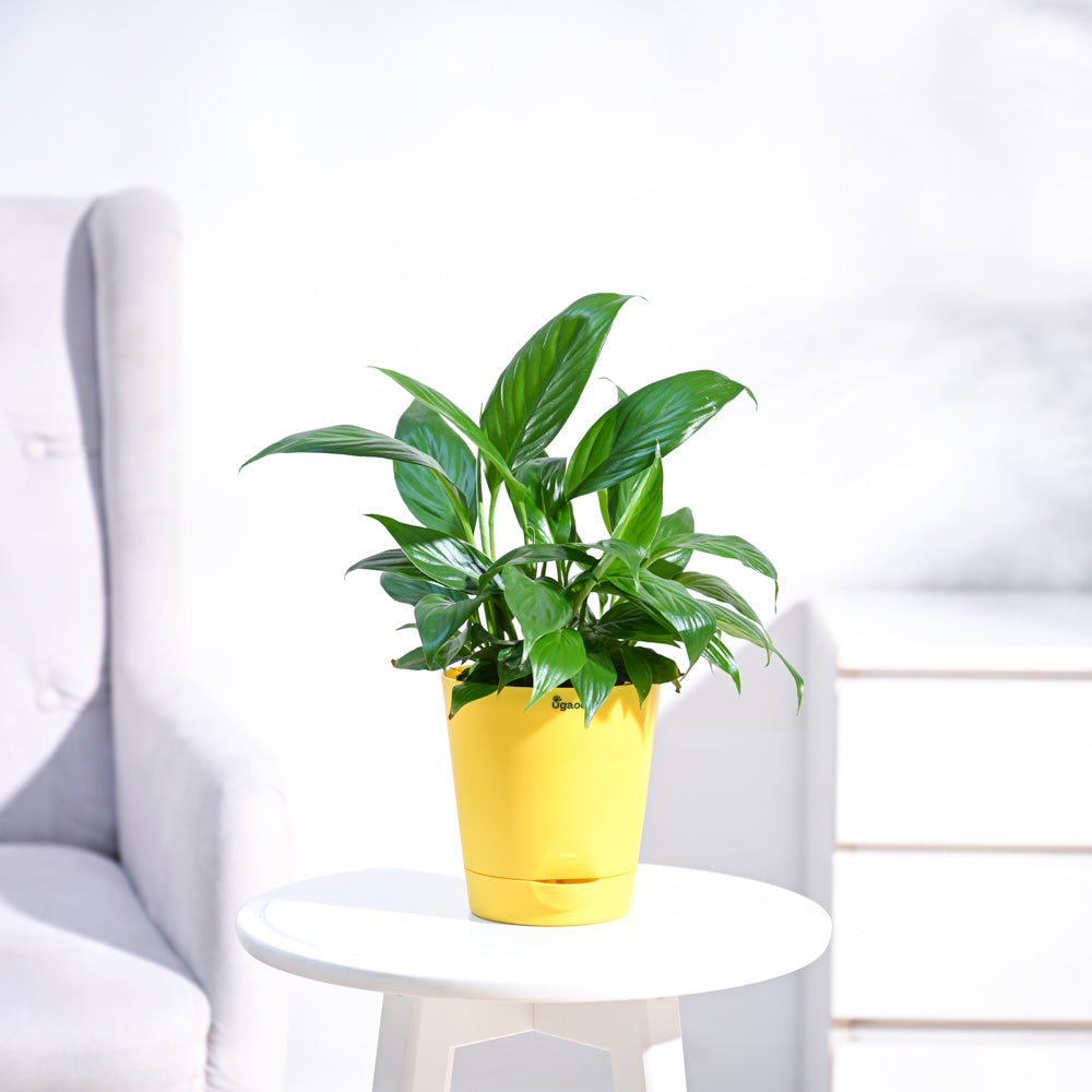 Peace Lily Plant