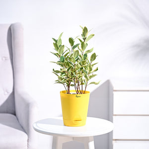 Ficus Prestige Plant