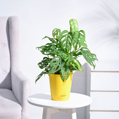 Broken Heart Plant