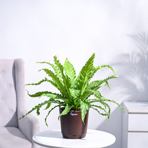 Osaka Bird Nest Fern