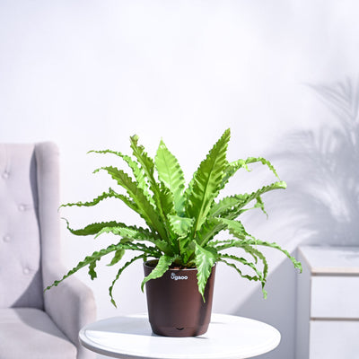 Osaka Bird Nest Fern