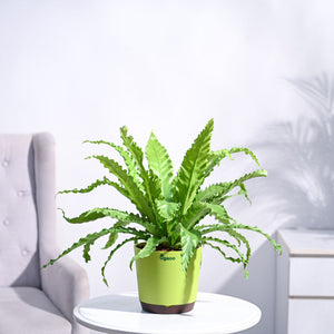 Osaka Bird Nest Fern