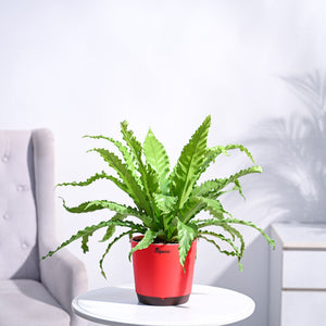 Osaka Bird Nest Fern