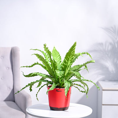 Osaka Bird Nest Fern