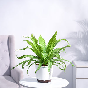 Osaka Bird Nest Fern