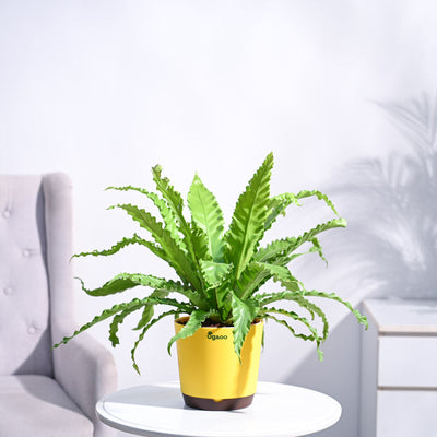 Osaka Bird Nest Fern