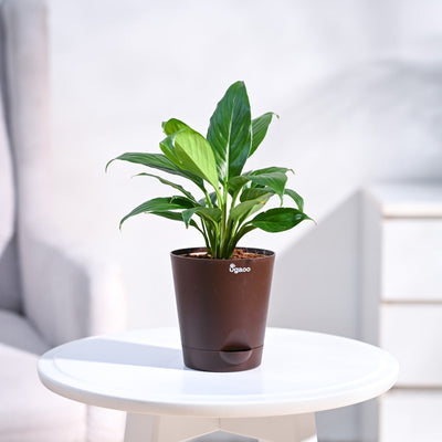 Peace Lily Plant