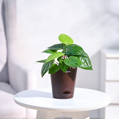 Betel Leaf Plant (Magai Paan)