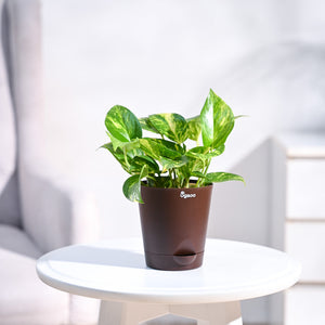 Money Plant Variegated