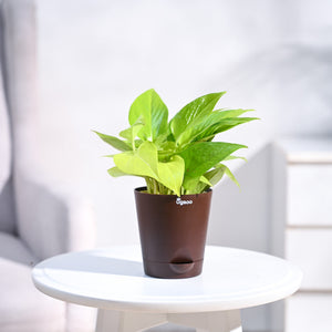 Money Plant Golden