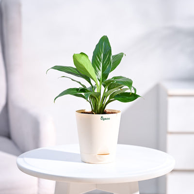 Peace Lily Plant