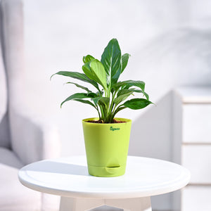 Peace Lily Plant
