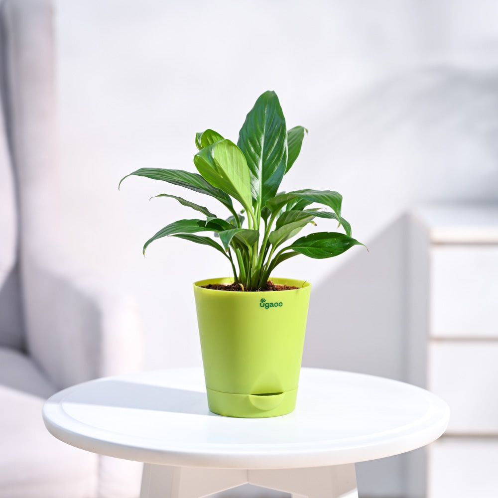 Peace Lily Plant